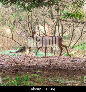 Dans les bois de cerf à Center Parcs, Longleat, Angleterre, Royaume-Uni. Banque D'Images