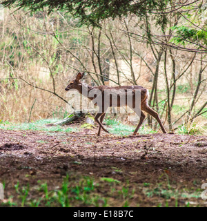 Dans les bois de cerf à Center Parcs, Longleat, Angleterre, Royaume-Uni. Banque D'Images