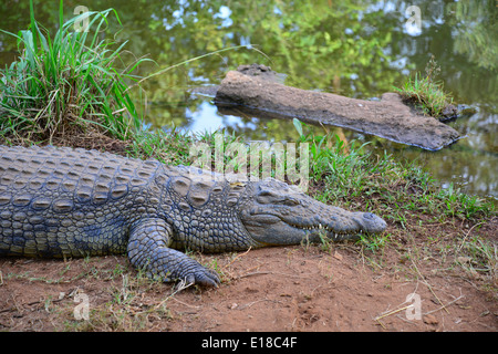 Kwena Crocodile Farm, Sun City Resort, Pilanesberg, Province du Nord Ouest de la République d Afrique du Sud Banque D'Images