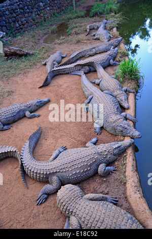 Kwena Crocodile Farm, Sun City Resort, Pilanesberg, Province du Nord Ouest de la République d Afrique du Sud Banque D'Images