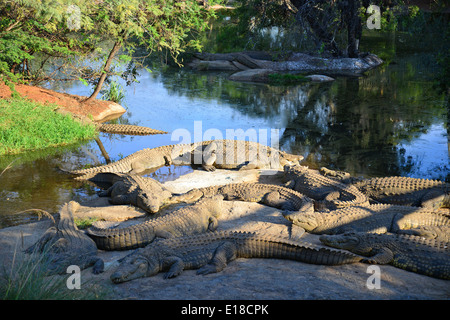 Kwena Crocodile Farm, Sun City Resort, Pilanesberg, Province du Nord Ouest de la République d Afrique du Sud Banque D'Images