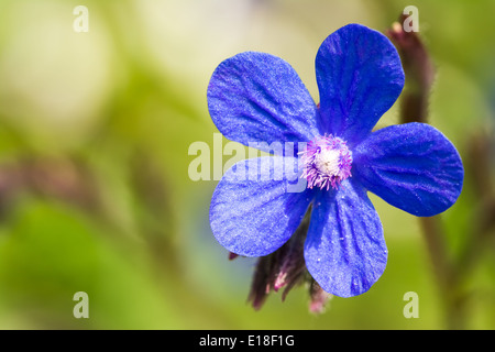 Vipérine commune italienne bleu (Anchusa azurea) Fleur Fleur Banque D'Images