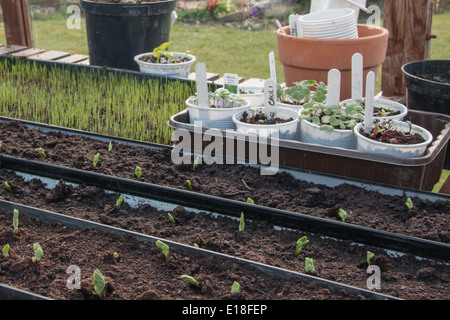 Un banc à effet de plus en plus de jeunes plantes, montrant les pois semés sur une goulotte plants prêts à être repiqués, out (3 de 7) Banque D'Images