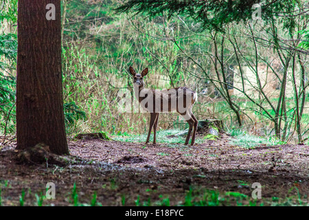 Dans les bois de cerf à Center Parcs, Longleat, Angleterre, Royaume-Uni. Banque D'Images