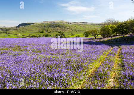 Bluebells croissant sur une colline calcaire dans le Yorkshire Dales National Park, Royaume-Uni. Banque D'Images