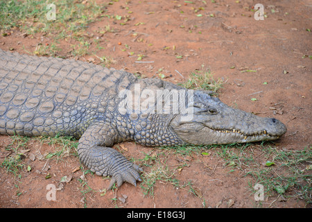 Kwena Crocodile Farm, Sun City Resort, Pilanesberg, Province du Nord Ouest de la République d Afrique du Sud Banque D'Images