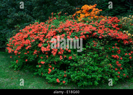 Rhododendrons, azalées Banque D'Images