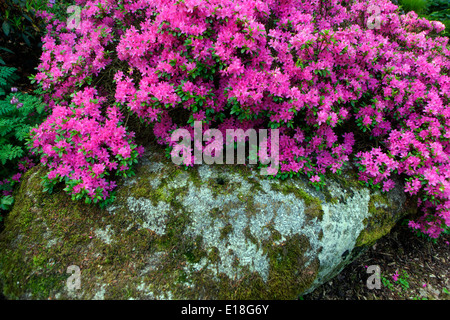 Rhododendrons, azalées Banque D'Images