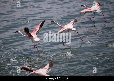 Flamants Roses semblent marcher sur l'eau au Parc National d'Arusha, Tanzanie, Afrique de l'Est. Banque D'Images