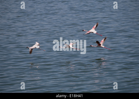 Flamants Roses en vol au Parc National d'Arusha, Tanzanie, Afrique de l'Est. Banque D'Images