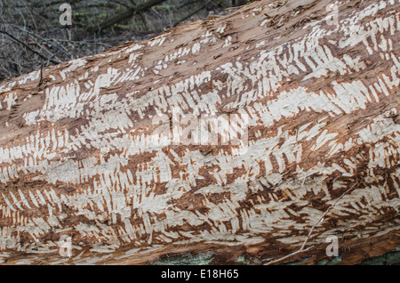 Vieil arbre détruit par beaver Banque D'Images