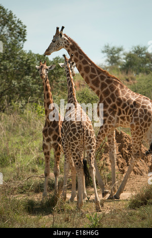 La mère et le bébé girafe dans l'Ouganda Murchison Falls National Park, Afrique de l'Est. Banque D'Images