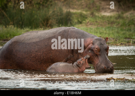 Hippopotamus à Murchison Falls National Park, l'Ouganda, l'Afrique de l'Est. Banque D'Images