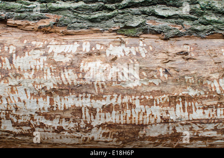 Vieil arbre détruit par beaver Banque D'Images