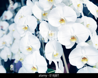 Fleurs orchidées blanches, Phalaenopsis, floral background. Banque D'Images