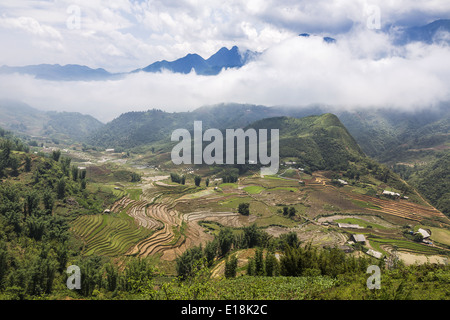 Les terrasses de riz de la plantation dans les montagnes près de Sapa Banque D'Images