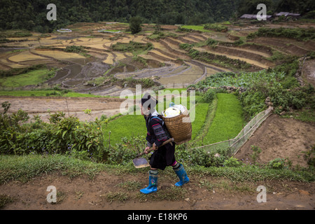 Une femme appartenant à l'ethnie H'Mong promenades près de la terrasse dédiée à la plantation du riz dans les montagnes près de Sapa. Banque D'Images