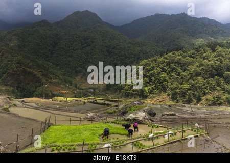 Un groupe d'agriculteurs plantent du riz sur la terrasse sur les montagnes près de Sapa Banque D'Images