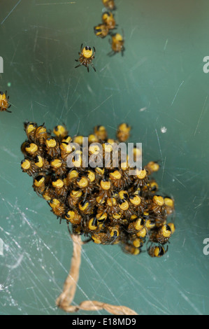 Jardin ou Cross - Araneus diadematus Spiderling Banque D'Images