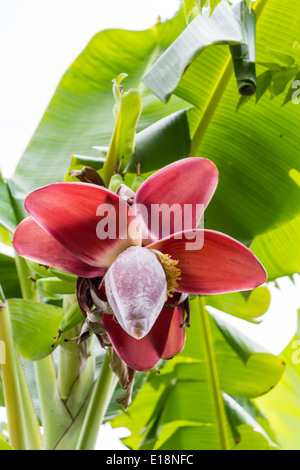 Vue de dessous de la culture de la banane plantain ou suspendus dans un tas d'un palm de bananes avec les grandes bractées colorées sur la fleur en bas Banque D'Images