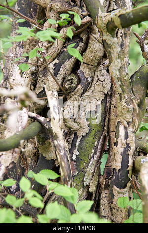 Envahi par l'ancien charme (Carpinus betulus) Arbre de taillis Bois Sauvage en anglais Banque D'Images