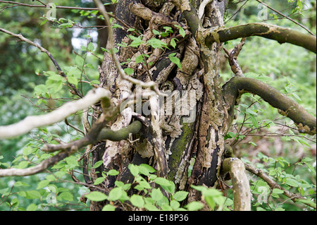 Envahi par l'ancien charme (Carpinus betulus) Arbre de taillis Bois Sauvage en anglais Banque D'Images