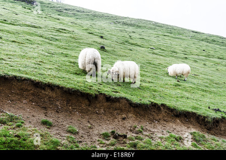 Troupeau de moutons dans la montagne Banque D'Images