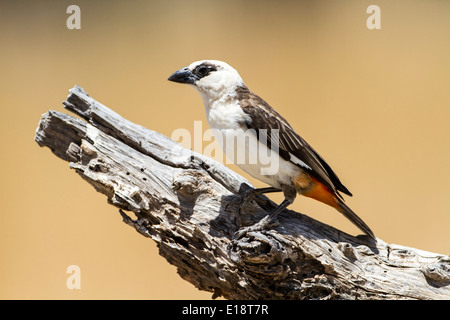 White-Headed (Dinemellia dinemelli Buffalo Weaver). Photographié en Tanzanie Banque D'Images