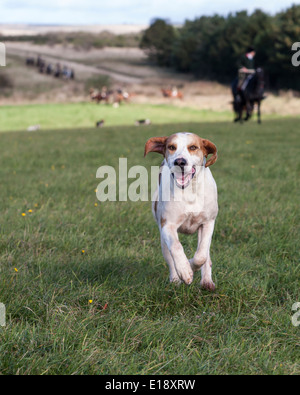 Dans le champ d'exécution Foxhound Banque D'Images