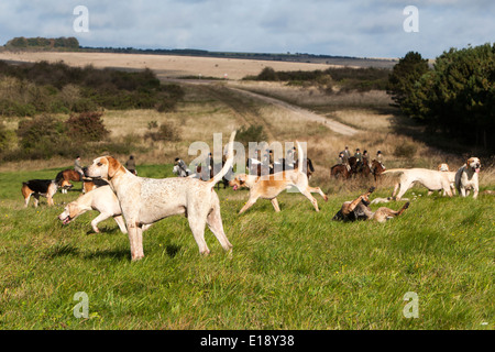 Foxhounds et randonnées à cheval dans le champ Banque D'Images