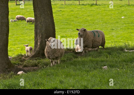 Les moutons sous un arbre Banque D'Images