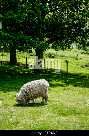 Un Grayface Moutons Dartmoor dans un champ. Banque D'Images