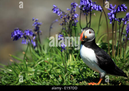 Hébrides intérieures, Ecosse, Royaume-Uni. 27 mai 2014. Macareux moine sur Lunga, une des Treshnish Isles qui se trouve à l'ouest de Mull. Les touristes affluent à attraper un aperçu de ces comiques à oiseaux à cette période de l'année lorsqu'ils préparent leurs terriers pour nicher. Credit : PictureScotland/Alamy Live News Banque D'Images