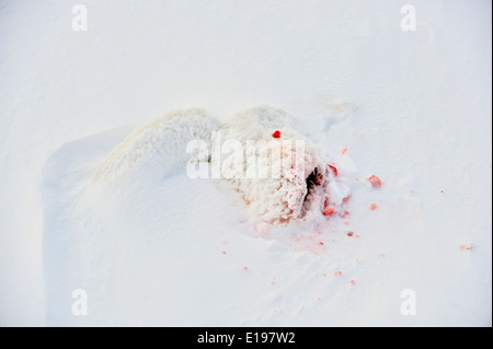 Le renard arctique (Alopex lagopus) carcasse fraîchement tué par un renard rouge Parc national Wapusk cap Churchill, Manitoba Canada Banque D'Images