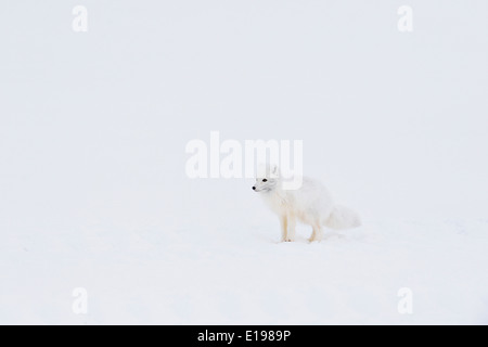 Le renard arctique (Alopex lagopus) Parc national Wapusk cap Churchill, Manitoba Canada Banque D'Images