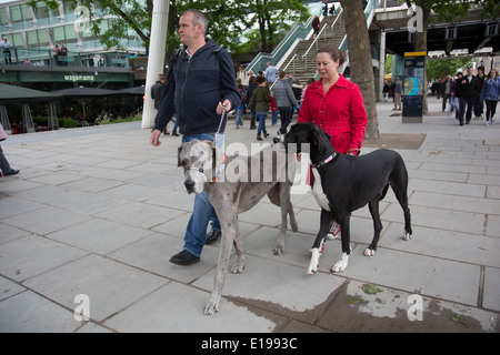 Couple walking leurs deux chiens dogue allemand le long de la promenade Riverside. South Bank de Londres, Royaume-Uni. Banque D'Images