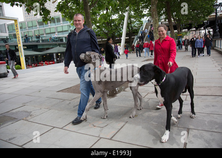 Couple walking leurs deux chiens dogue allemand le long de la promenade Riverside. South Bank de Londres, Royaume-Uni. Banque D'Images