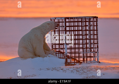 L'ours polaire (Ursus maritimus) curieusement une enquête sur la structure de l'homme Parc national Wapusk cap Churchill, Manitoba Canada Banque D'Images