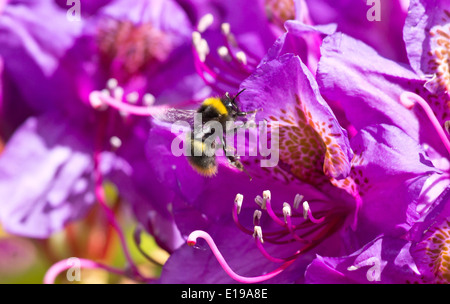 Bee's la collecte du pollen des fleurs Banque D'Images