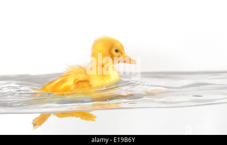 Mignon petit canard flottant isolated on white Banque D'Images