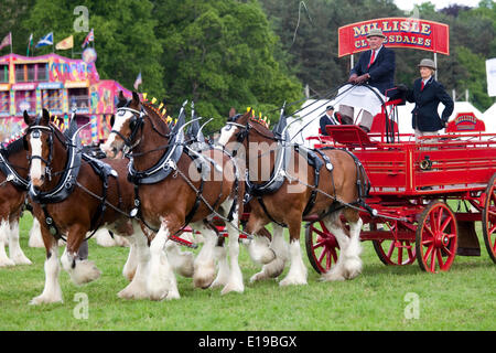 Stocksfield, Angleterre - le 26 mai 2014 : Hugh Ramsay au volant de son équipe de Millisle Clydesdale 4 dans les trois chevaux lourds ou plus de participation à l'Exposition agricole du comté de Northumberland à Bywell Hall, près de Stocksfield, au nord-est de l'Angleterre. L'agriculture est une partie importante de l'économie de la région et des événements montre attirer un grand nombre de visiteurs. Credit : AC Images/Alamy Live News Banque D'Images