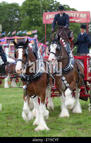 Stocksfield, Angleterre - le 26 mai 2014 : Un 'pirate' (trois chevaux) arrivant dans la section trois ou plus de la participation des chevaux lourds s'affichant dans l'arène principale au cours de l'Exposition agricole du comté de Northumberland à Bywell Hall, près de Stocksfield, au nord-est de l'Angleterre. L'agriculture est une partie importante de l'économie de la région et des événements montre attirer un grand nombre de visiteurs. Banque D'Images