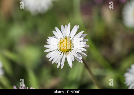 Petite marguerite blanche sauvage Banque D'Images