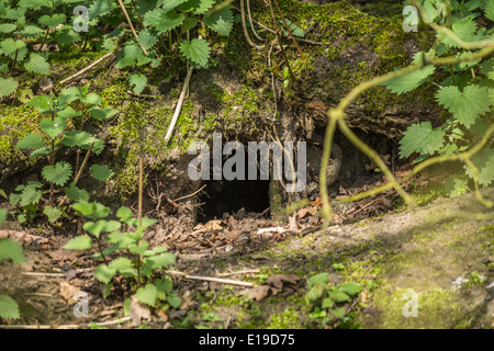 Un trou de lapin dans les bois Banque D'Images