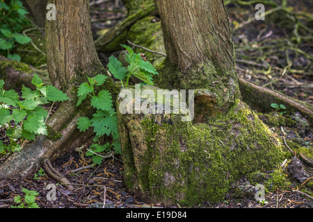 Une souche d'arbre couverts de mousse dans les bois Banque D'Images