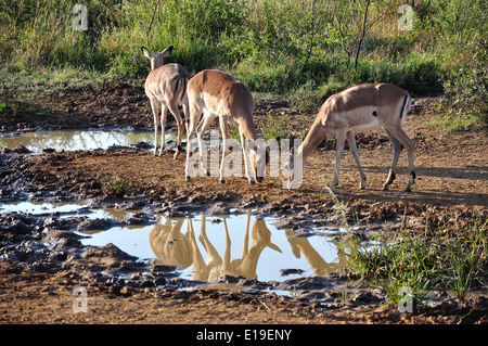 Impala par un trou d'eau, le Parc National de Pilanesberg, Pilanesberg, Province du Nord Ouest de la République d Afrique du Sud Banque D'Images