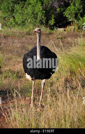 Autruche mâle dans les prairies, Parc National de Pilanesberg, Pilanesberg, Province du Nord Ouest de la République d Afrique du Sud Banque D'Images