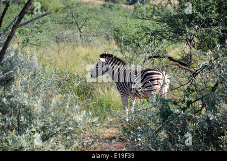 Zèbre dans le parc, Parc National de Pilanesberg, Pilanesberg, Province du Nord Ouest de la République d Afrique du Sud Banque D'Images