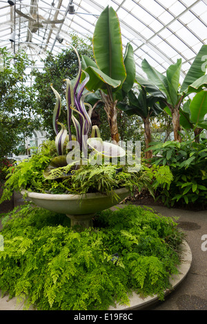 Dale Chihuly dans la Phipps Conservatory Pittsburgh PA Banque D'Images