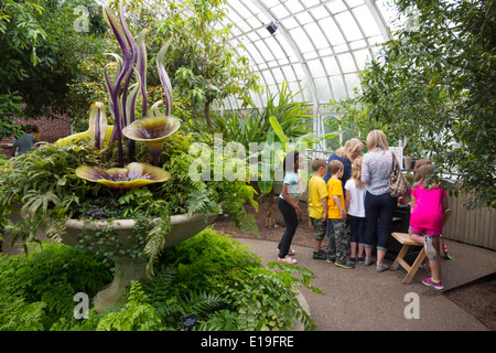 Dale Chihuly dans la Phipps Conservatory Pittsburgh PA Banque D'Images